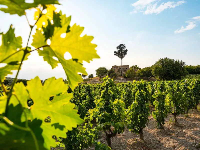 Due giorni tra frantoi, cantine e granite: il tour dei sapori da Siracusa verso Noto